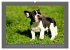 Französische Bulldoggen (Wandkalender... - Bild 10