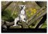 Zoo-Kinder (Wandkalender 2026 DIN A3... - Bild 11
