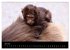 Zoo-Kinder (Wandkalender 2026 DIN A3... - Bild 12