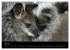 Zoo-Kinder (Wandkalender 2026 DIN A3... - Bild 13