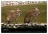 Zoo-Kinder (Wandkalender 2026 DIN A3... - Bild 14