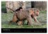 Zoo-Kinder (Wandkalender 2026 DIN A3... - Bild 4