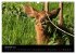 Zoo-Kinder (Wandkalender 2026 DIN A3... - Bild 5