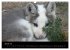 Zoo-Kinder (Wandkalender 2026 DIN A3... - Bild 7