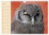Eulen (Wandkalender 2026 DIN A4 quer),... - Bild 13