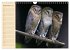 Eulen (Wandkalender 2026 DIN A4 quer),... - Bild 15