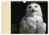 Eulen (Wandkalender 2026 DIN A4 quer),... - Bild 5