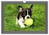 Französische Bulldoggen (Wandkalender... - Bild 15