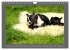 Französische Bulldoggen (Wandkalender... - Bild 3