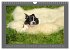 Französische Bulldoggen (Wandkalender... - Bild 4