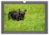 Französische Bulldoggen (Wandkalender... - Bild 5
