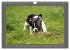 Französische Bulldoggen (Wandkalender... - Bild 7