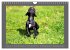 Französische Bulldoggen (Wandkalender... - Bild 8