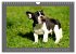 Französische Bulldoggen (Wandkalender... - Bild 10