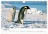 Antarktis (Wandkalender 2026 DIN A4... - Bild 3