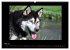 Husky-Kalender (Wandkalender 2026 DIN... - Bild 11