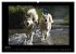 Husky-Kalender (Wandkalender 2026 DIN... - Bild 13