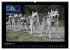 Husky-Kalender (Wandkalender 2026 DIN... - Bild 15