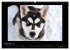 Husky-Kalender (Wandkalender 2026 DIN... - Bild 5