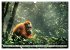 Wildes Leben im Regenwald (Wandkalender... - Bild 4