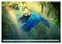 Wildes Leben im Regenwald (Wandkalender... - Bild 5
