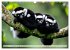 Wildes Leben im Regenwald (Wandkalender... - Bild 10
