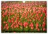 Tulpen (Wandkalender 2026 DIN A4 quer),... - Bild 11