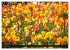 Tulpen (Wandkalender 2026 DIN A4 quer),... - Bild 15