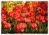 Tulpen (Wandkalender 2026 DIN A4 quer),... - Bild 4