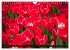 Tulpen (Wandkalender 2026 DIN A4 quer),... - Bild 7