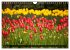 Tulpen (Wandkalender 2026 DIN A4 quer),... - Bild 8