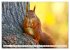 Eichhörnchen in freier Natur... - Bild 14