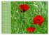 Mohnblumen Träume (hochwertiger... - Bild 2