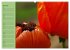 Mohnblumen Träume (hochwertiger... - Bild 12