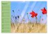 Mohnblumen Träume (hochwertiger... - Bild 13