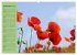 Mohnblumen Träume (hochwertiger... - Bild 14