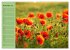 Mohnblumen Träume (hochwertiger... - Bild 3