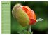 Mohnblumen Träume (hochwertiger... - Bild 4