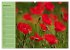 Mohnblumen Träume (hochwertiger... - Bild 6
