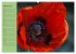 Mohnblumen Träume (hochwertiger... - Bild 7