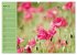 Mohnblumen Träume (hochwertiger... - Bild 9
