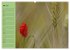Mohnblumen Träume (hochwertiger... - Bild 10