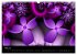 Die Farbe Lila (Wandkalender 2026 DIN... - Bild 11