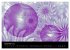 Die Farbe Lila (Wandkalender 2026 DIN... - Bild 5