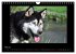 Husky-Kalender (Wandkalender 2026 DIN... - Bild 11