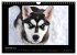 Husky-Kalender (Wandkalender 2026 DIN... - Bild 5