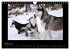 Husky-Kalender (Wandkalender 2026 DIN... - Bild 8