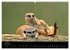Erdmännchen - Tierkinder (Wandkalender... - Bild 12