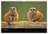 Erdmännchen - Tierkinder (Wandkalender... - Bild 14