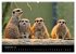 Erdmännchen - Tierkinder (Wandkalender... - Bild 15